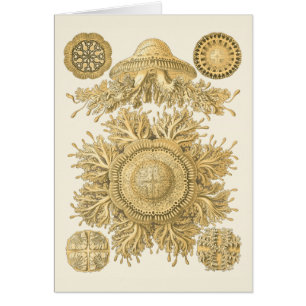 Les créatures de la mer d'or