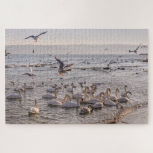 Les cygnes dans le puzzle de la mer Noire