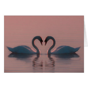 Les cygnes noirs doivent être aimés Ciel rose
