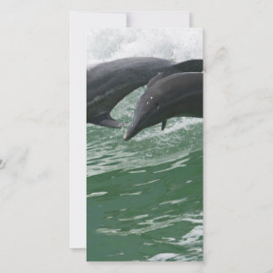 Les dauphins qui sautent