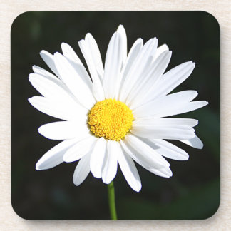 Les dessous de verre blancs lumineux de marguerite
