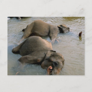 Les éléphants à la carte postale Waterhole