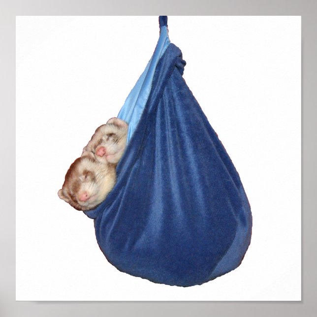 Les Ferrets Dans Un Sac À Dormir Poster (Devant)