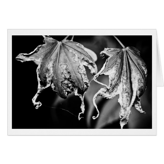 Les feuilles jouent au poulet (Devant horizontal)