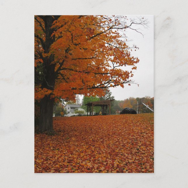 Les feuilles tombent de la carte postale (Devant)