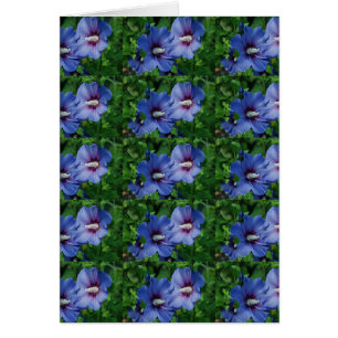 Les Fleurs de Blue Hibiscus