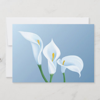 Les fleurs de Calla