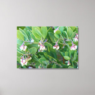 les fleurs de manzanita ont enveloppé la toile