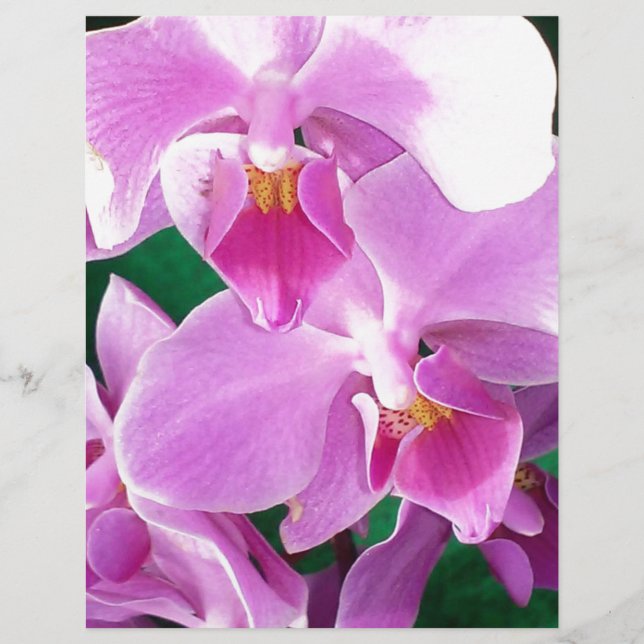 Les fleurs d'orchidées se ferment en rose (Devant)