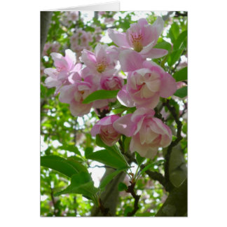 Les fleurs du printemps