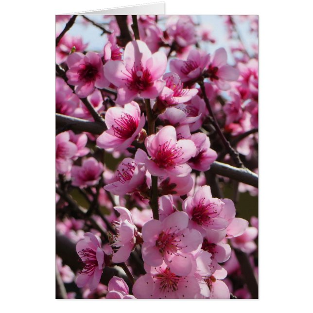 Les fleurs du printemps (Devant)