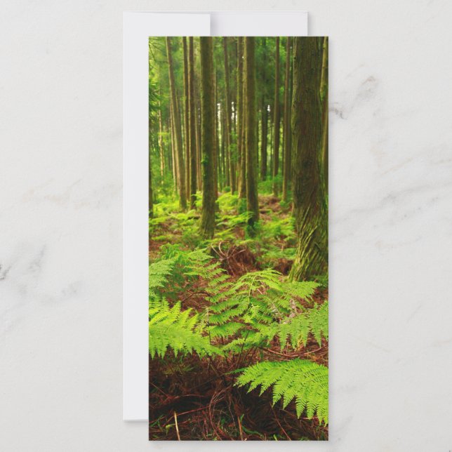 Les fougères dans la forêt (Devant)