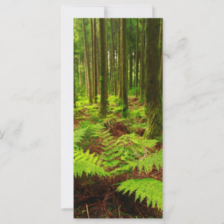 Les fougères dans la forêt