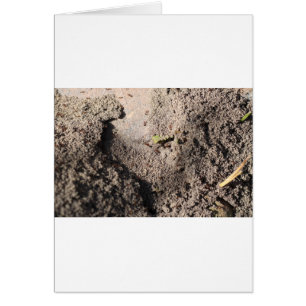 Les fourmis vont marcher