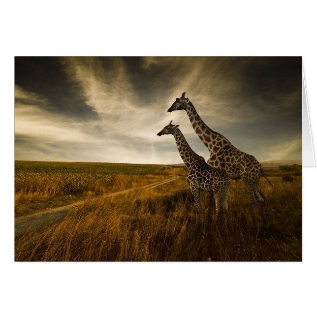 Les girafes et le paysage (Devant horizontal)