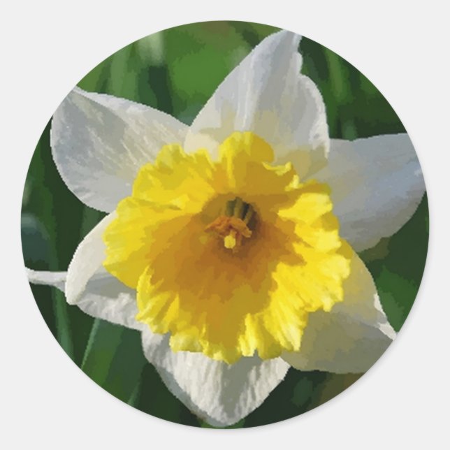 Les jonquilles symbolisent le renouveau - Sticker (Devant)