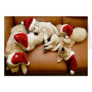 Les jours de Noël des chiens