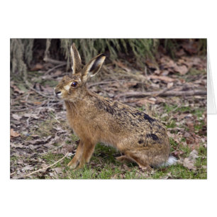 Les lièvres aujourd'hui, allé demain cardent