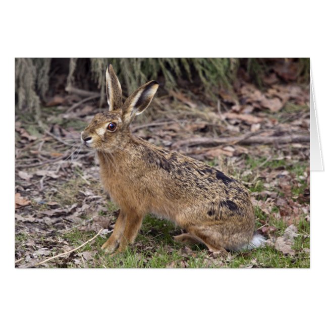 Les lièvres aujourd'hui, allé demain cardent (Devant horizontal)
