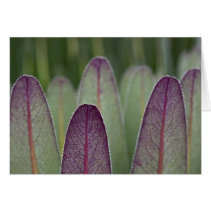 Les Lobelias géants  Rwenzoris