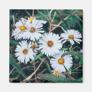 Les marguerites Magnet