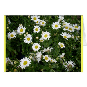 Les Marguerites Sont Nombreuses