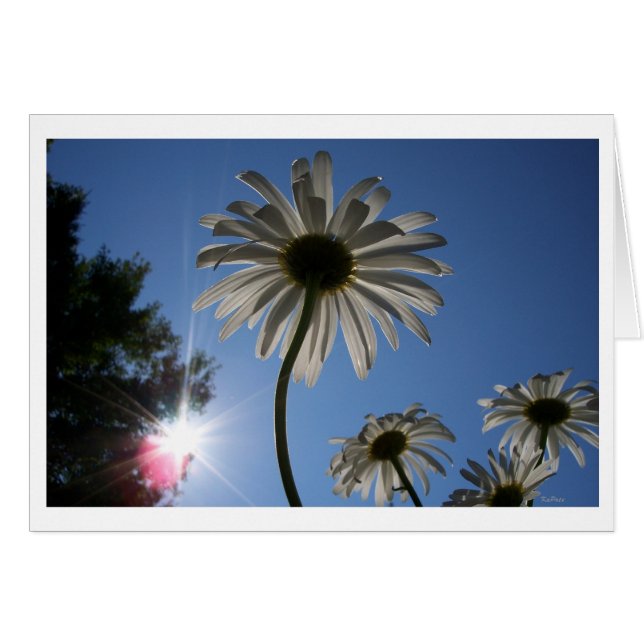 Les marguerites vers le ciel (Devant horizontal)