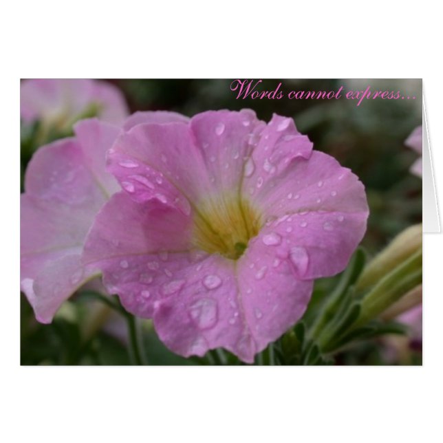 Les mots ne peuvent pas express... (Devant horizontal)