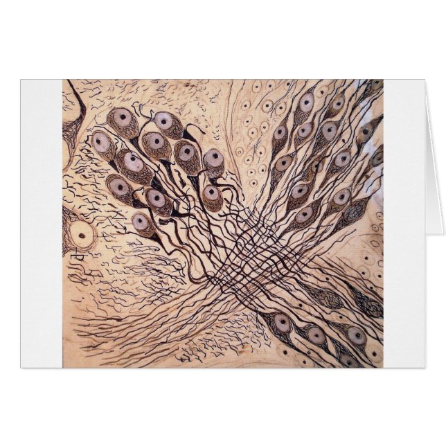 Les neurones 1 de Cajal (Devant horizontal)