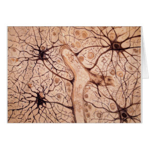 Les neurones 3 de Cajal