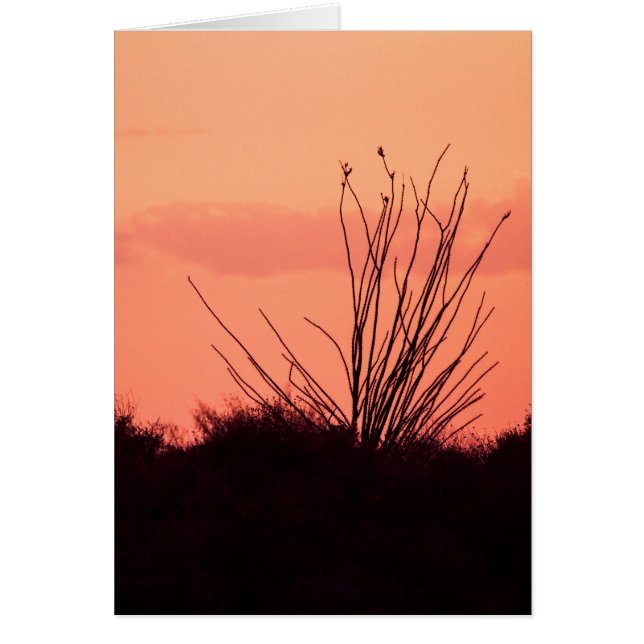 Les nuits désertiques (Devant)