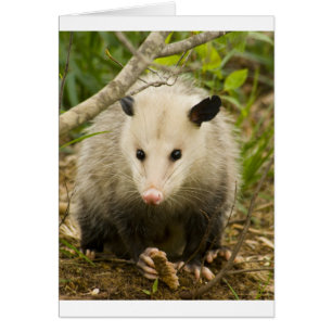 Les opossums sont jolis - opossum Didelphimorphia