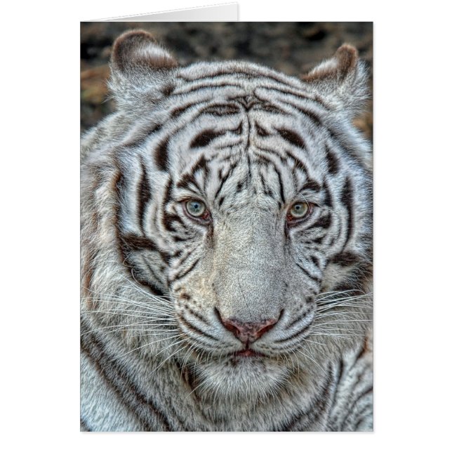 Les oreilles blanches de tigre soutiennent (Devant)
