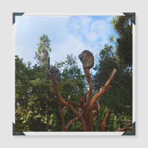 Les Ours De Koala S'Endorment Dans Les Arbres,