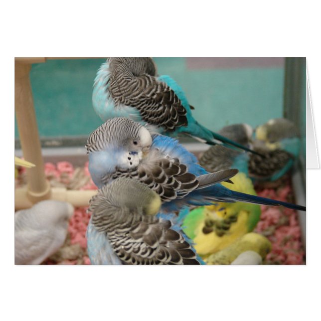 Les perroquets (Devant horizontal)