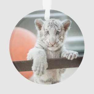 Les Petits Garçons -