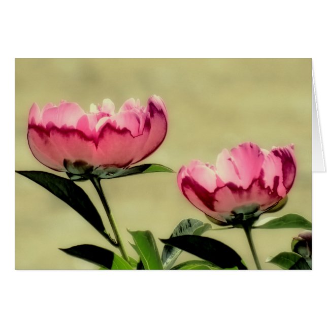 Les pivoines du printemps en rose (Devant horizontal)