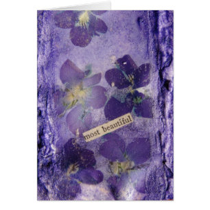 Les plus belles violettes violettes
