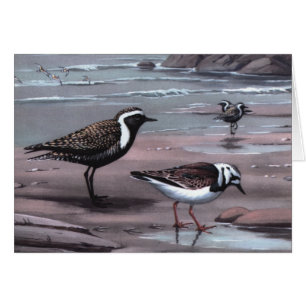 Les pluviers et les Turnstones de Weber