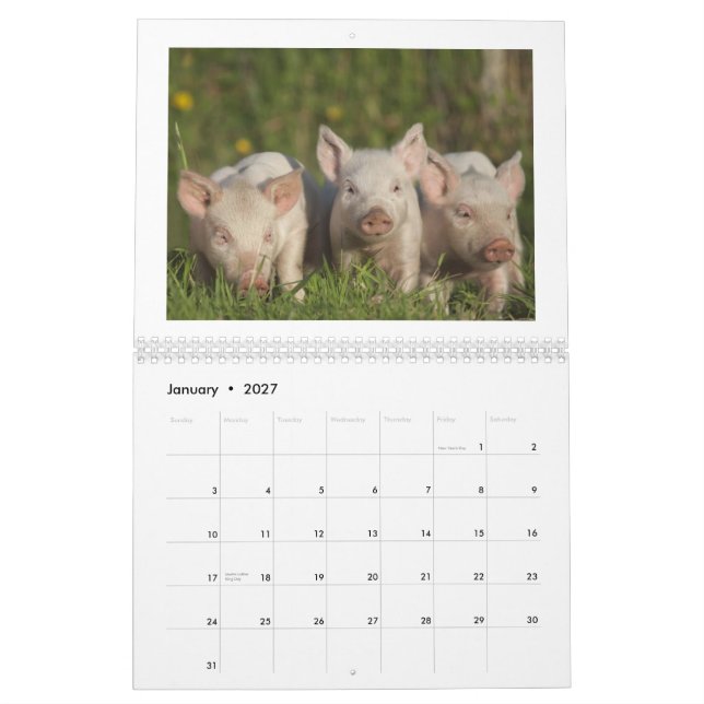 Les porcelets heureux 2015 - calendrier mignon de (Jan 2027)