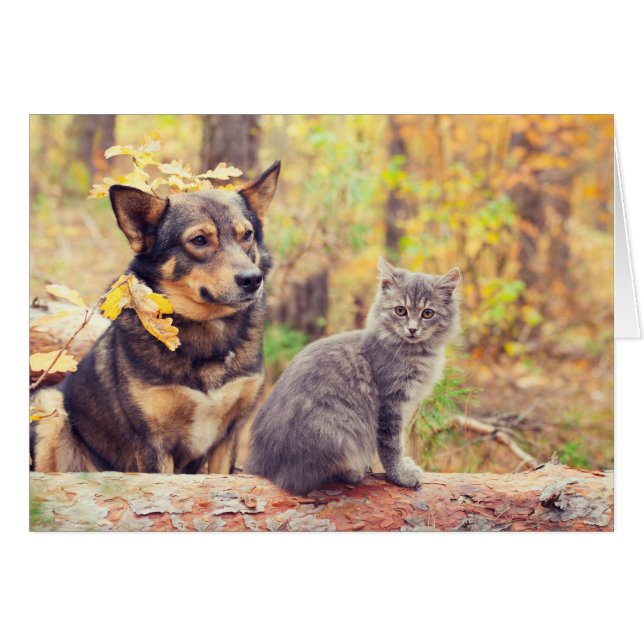 Les potes d'automne : Gray Kitten et Happy Puppy (Devant horizontal)