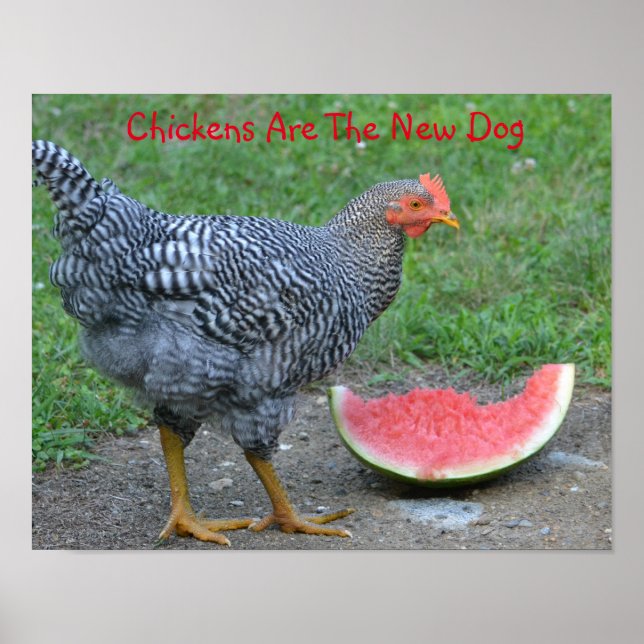 Les Poulets Sont Le Nouveau Poster Du Chien (Devant)