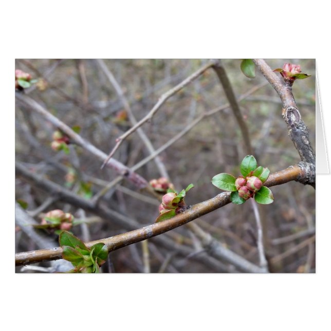 les premiers bourgeons (Devant horizontal)