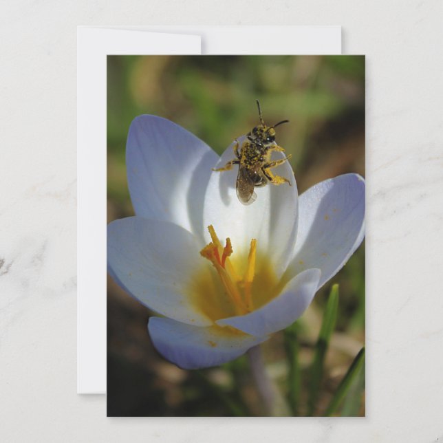 Les premiers signes du printemps (Devant)