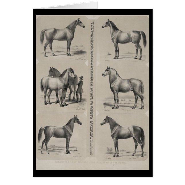 Les principales races de chevaux utilisés (Devant)