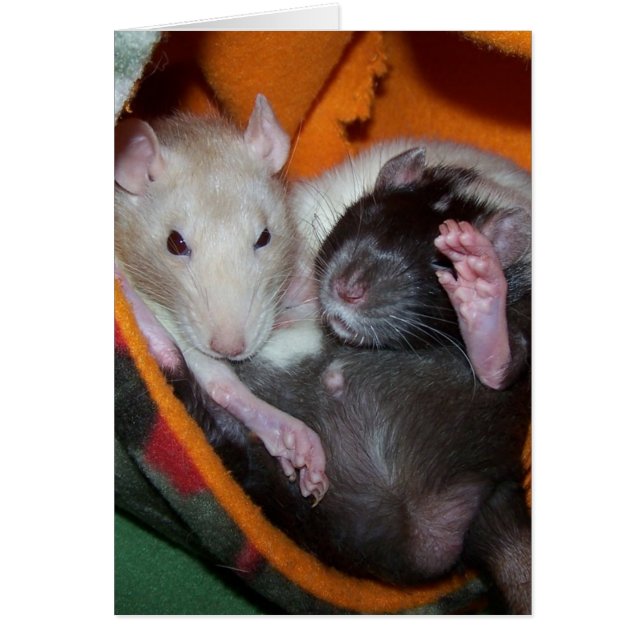 Les rats sont bons pour des coussins (Devant)