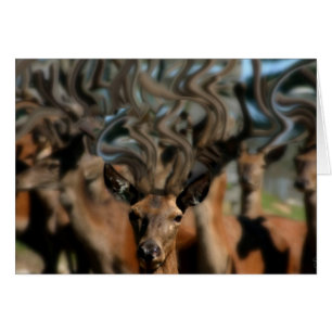 Les rêves des cerfs communs