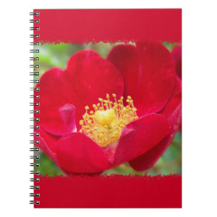 Les roses sont Carnets rouges