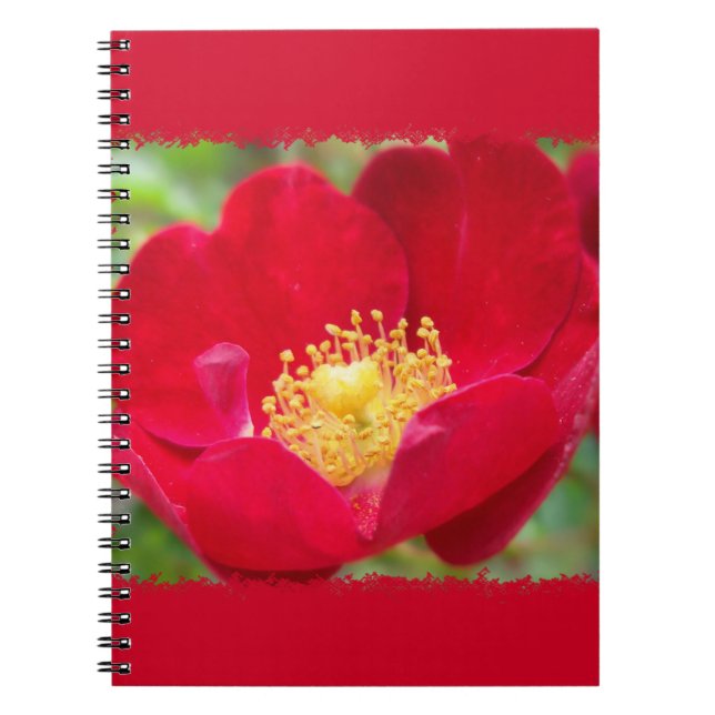 Les roses sont Carnets rouges (Devant)