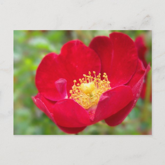 Les roses sont des cartes postales rouges (Devant)